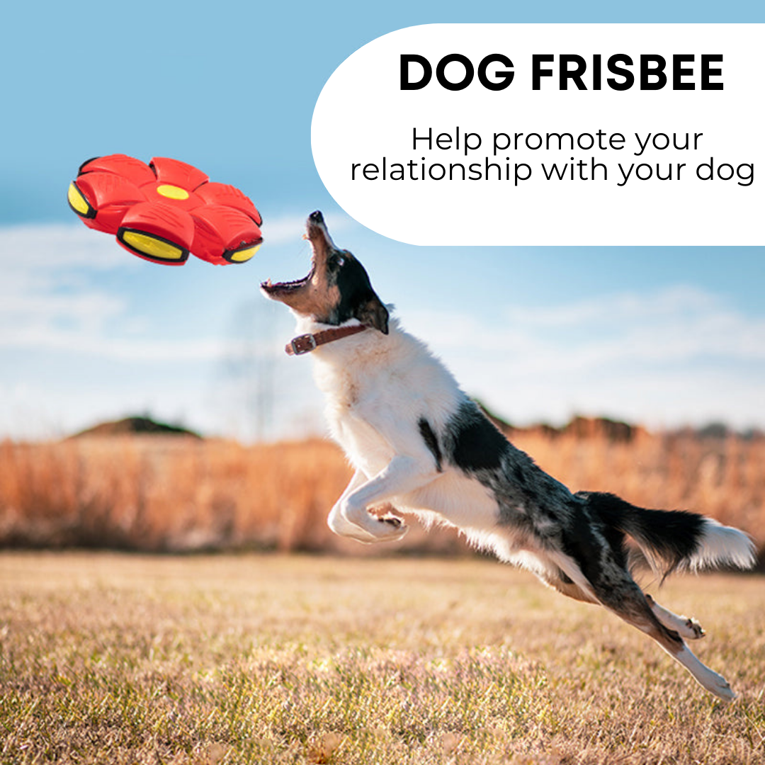 The Bark and Fetch Dog Frisbee